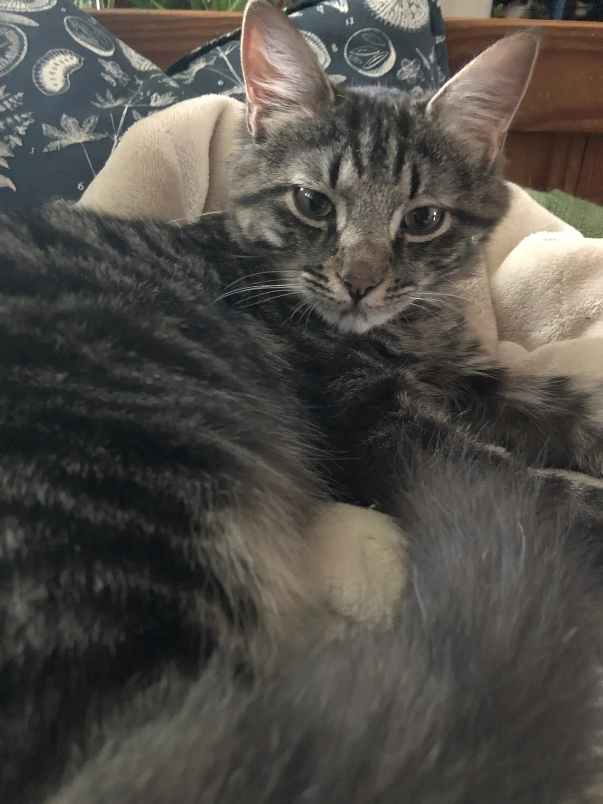 Lost cat in Washington, DC, 20011