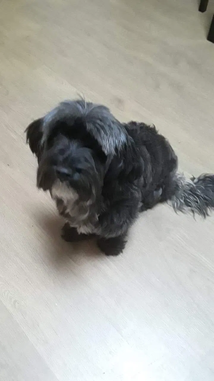 Lost dog in Baltimore, MD, 21224