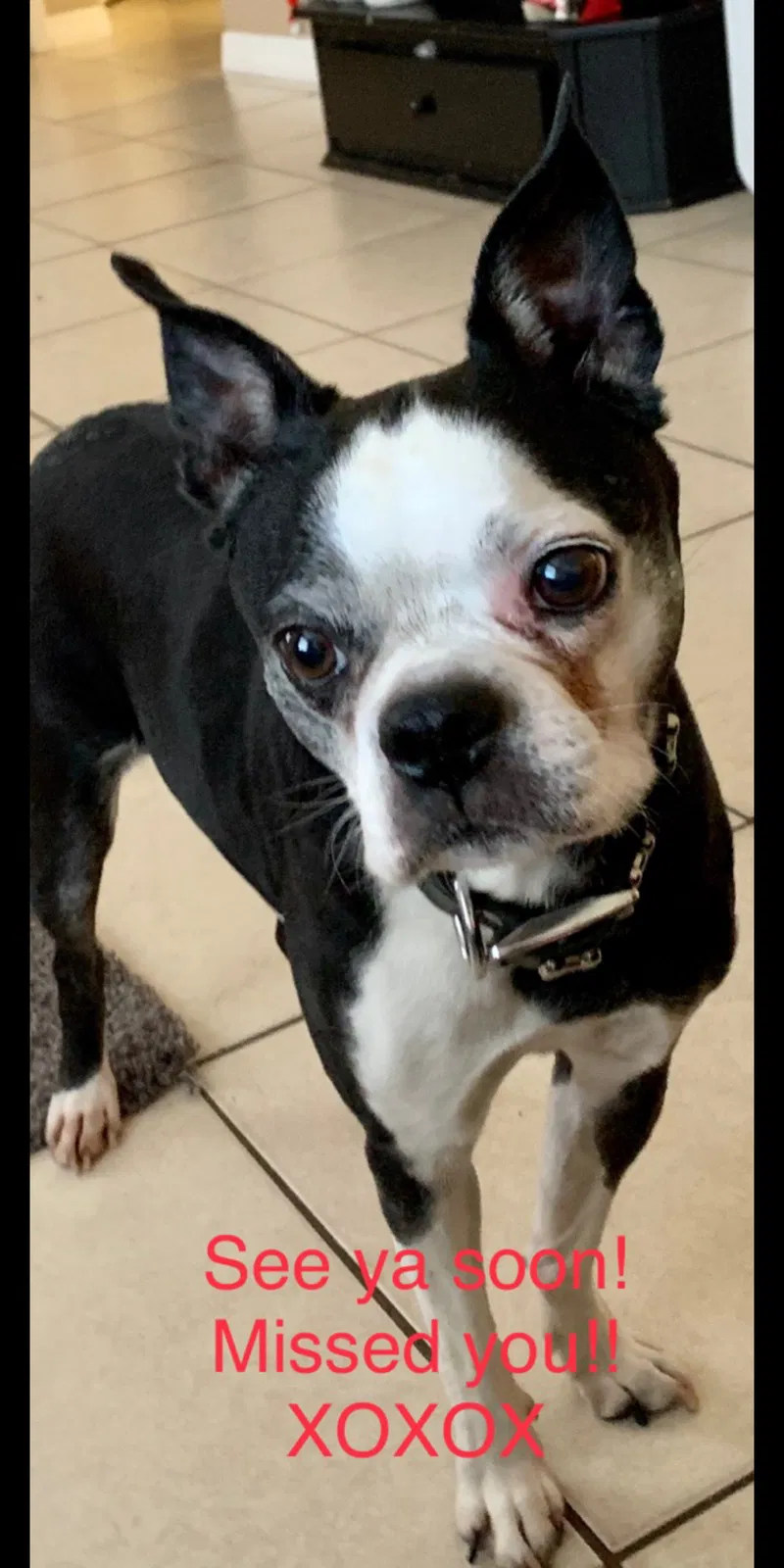 Lost dog in Holiday, FL, 34691