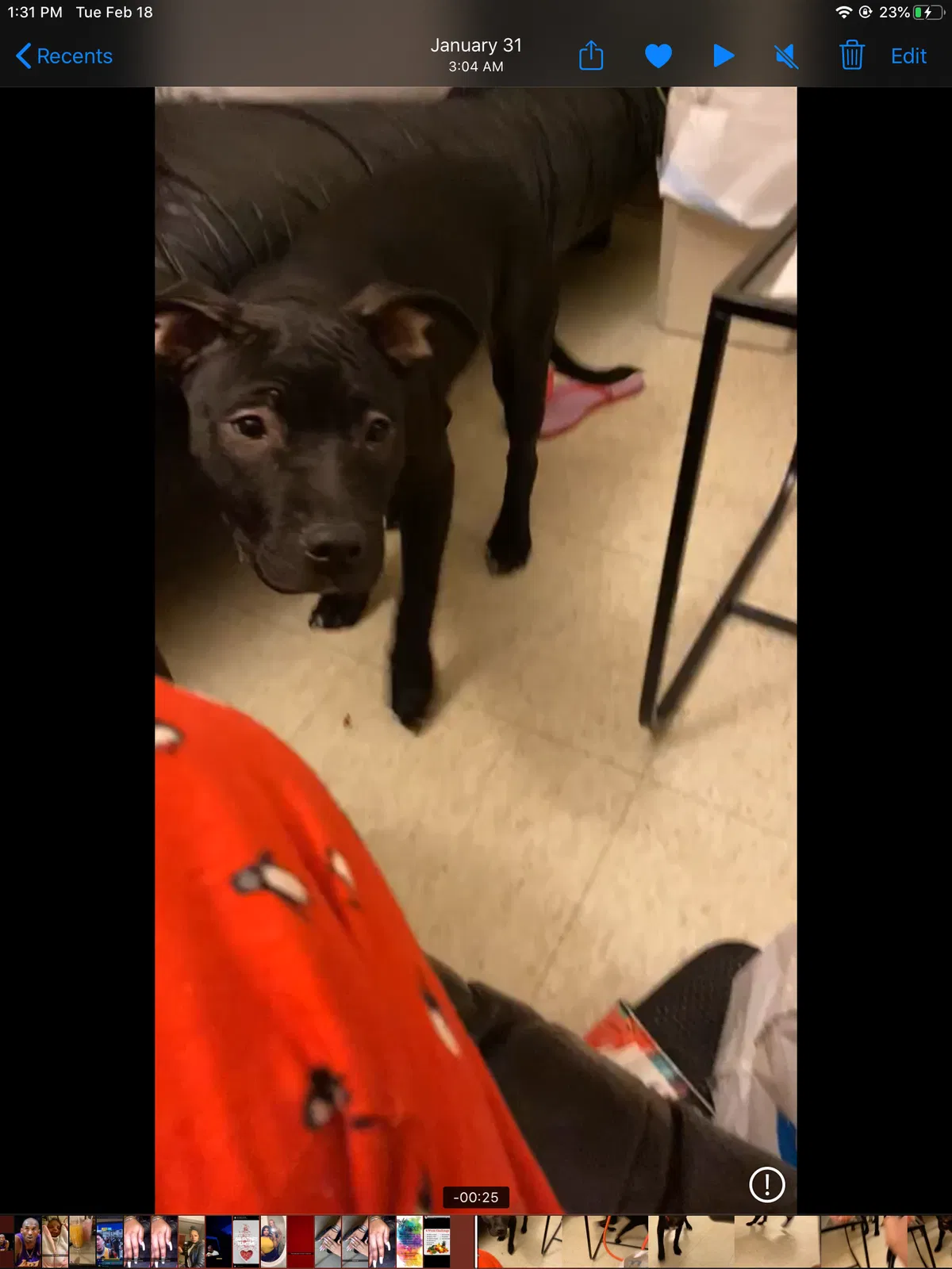Lost dog in Cambridge, MA, 2139