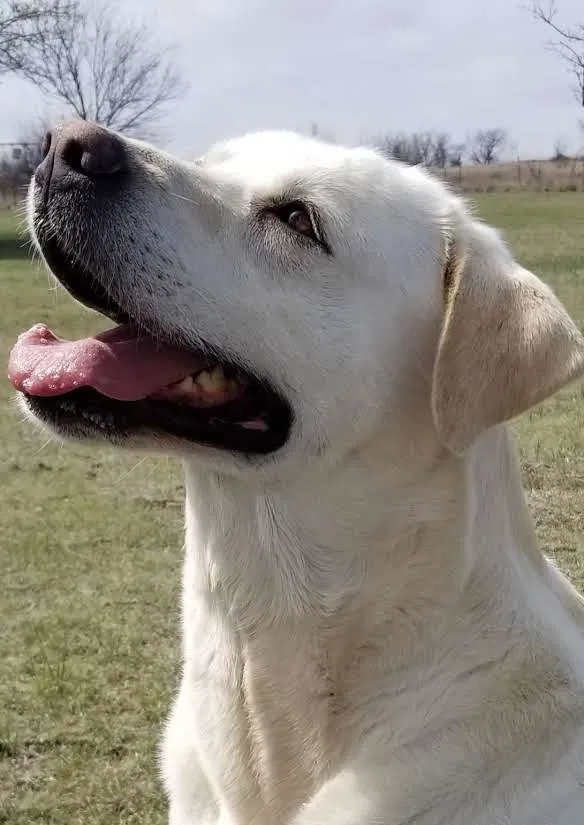 Lost dog in Crowley, TX, 76036