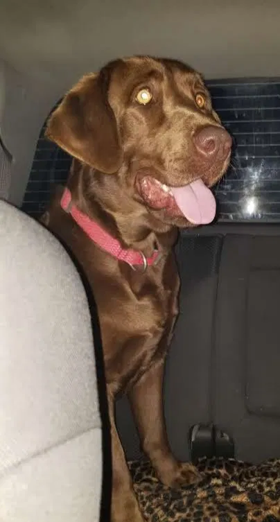Lost dog in Crowley, TX, 76036