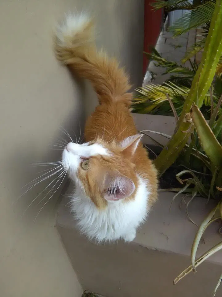 Lost cat in Phoenix, AZ, 85020