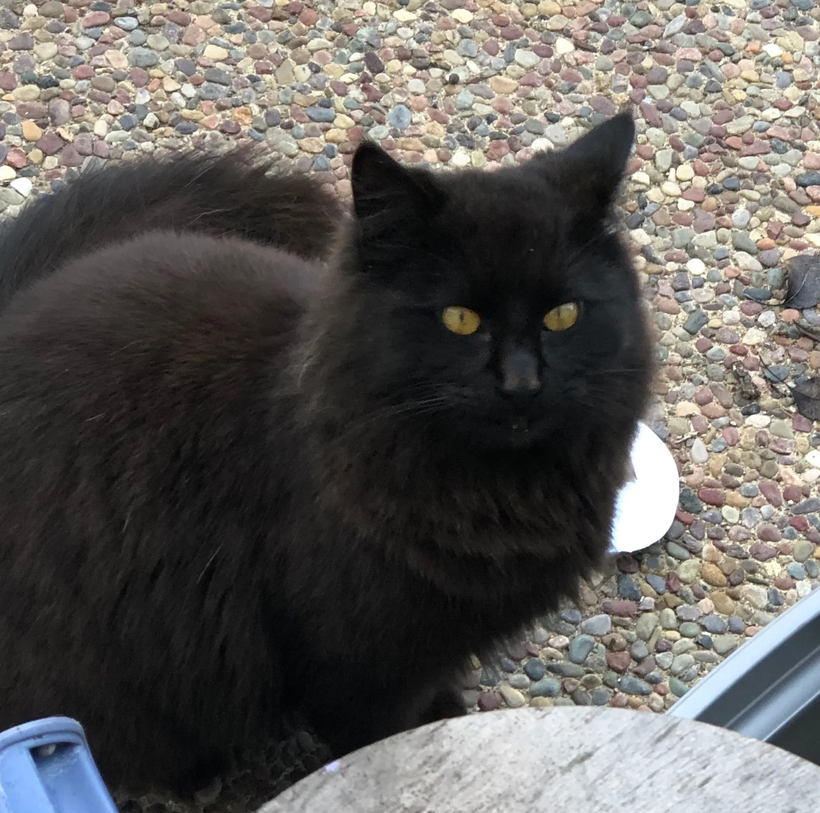 Lost cat in Union City, CA, 94587
