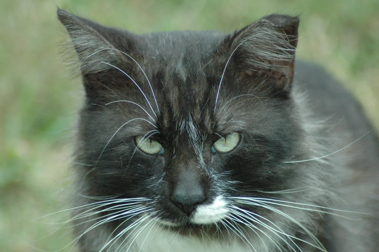 Lost cat in Miami, FL, 33157