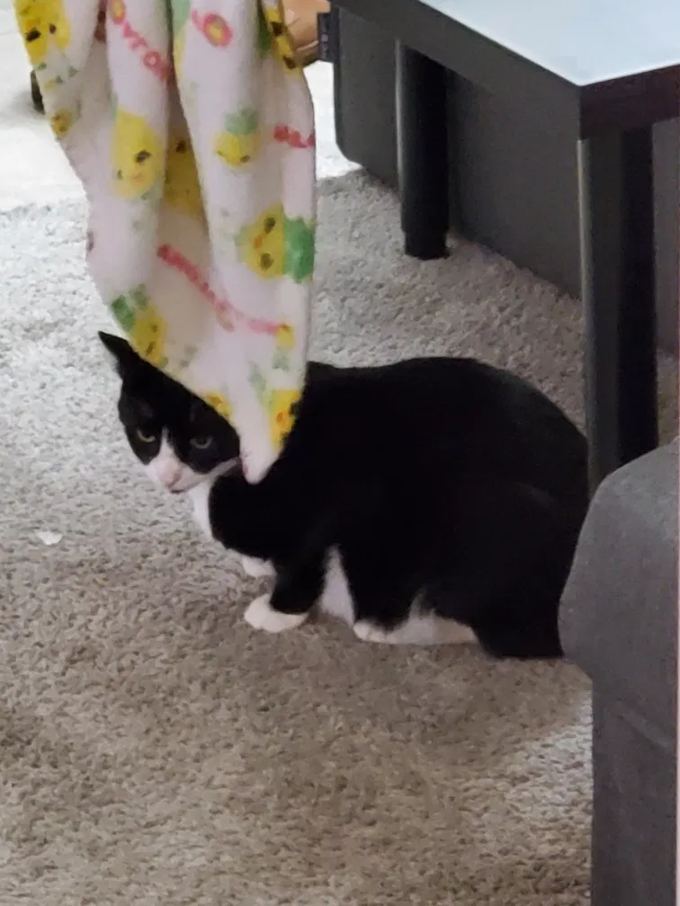Lost cat in Renton, WA, 98056