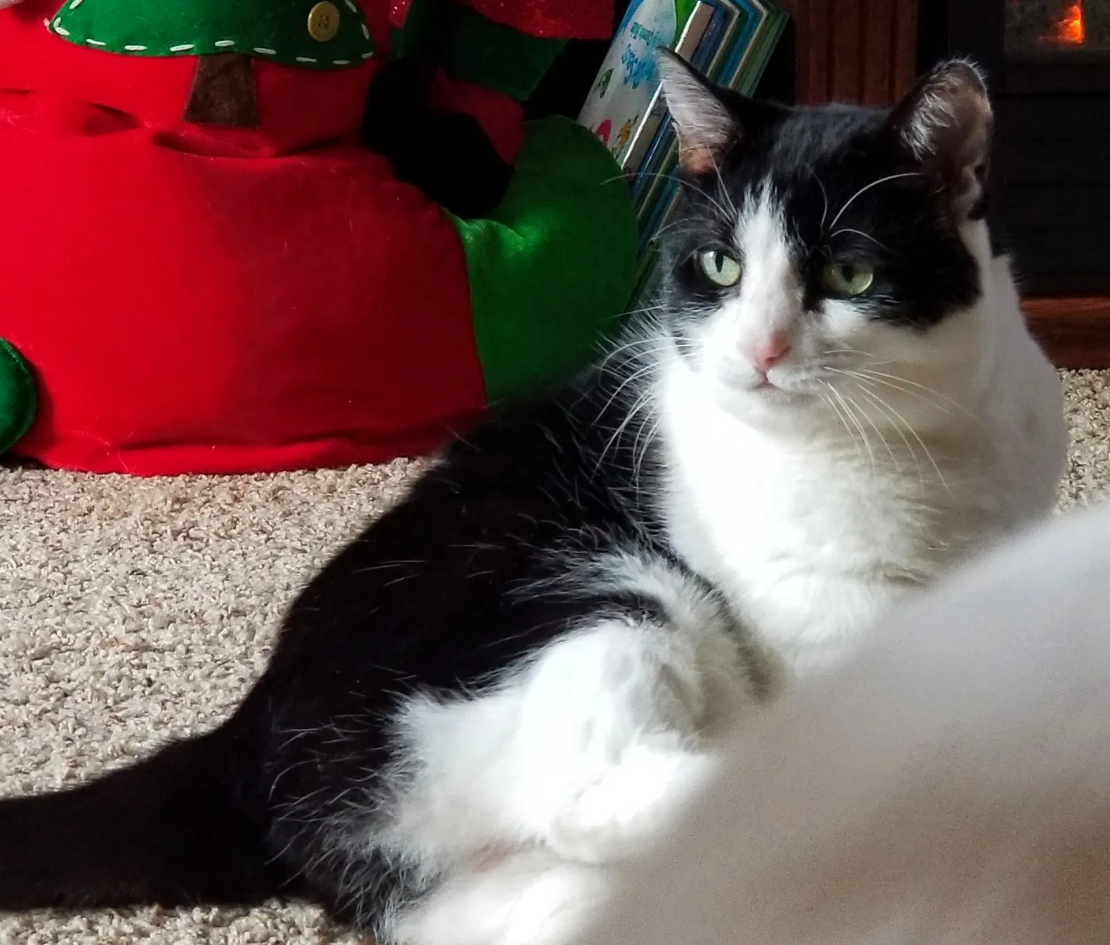 Lost cat in Rockville, MD, 20853