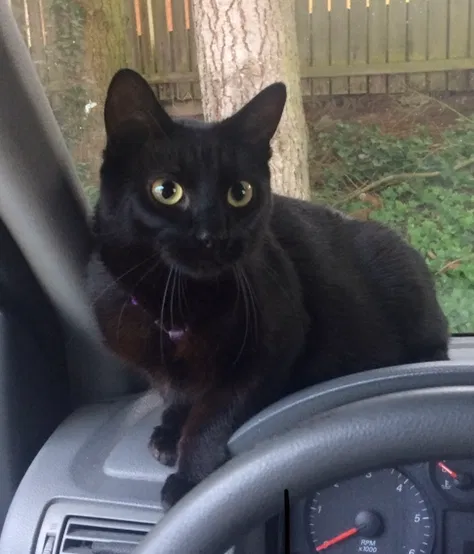 Lost cat in Federal Way, WA, 98003