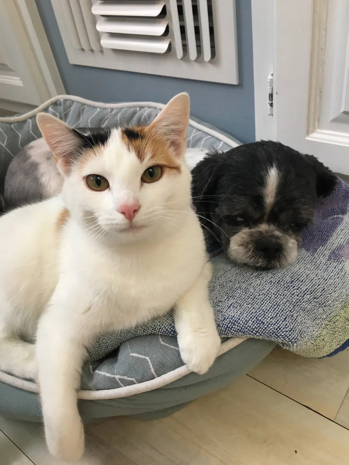 Lost cat in Middlebury, CT, 6762