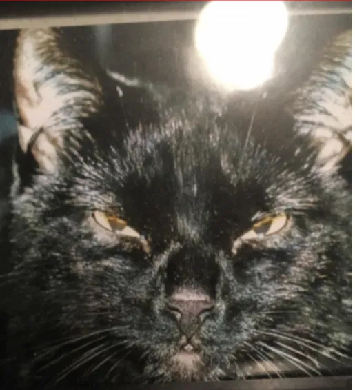 Lost cat in Buffalo, NY, 14225