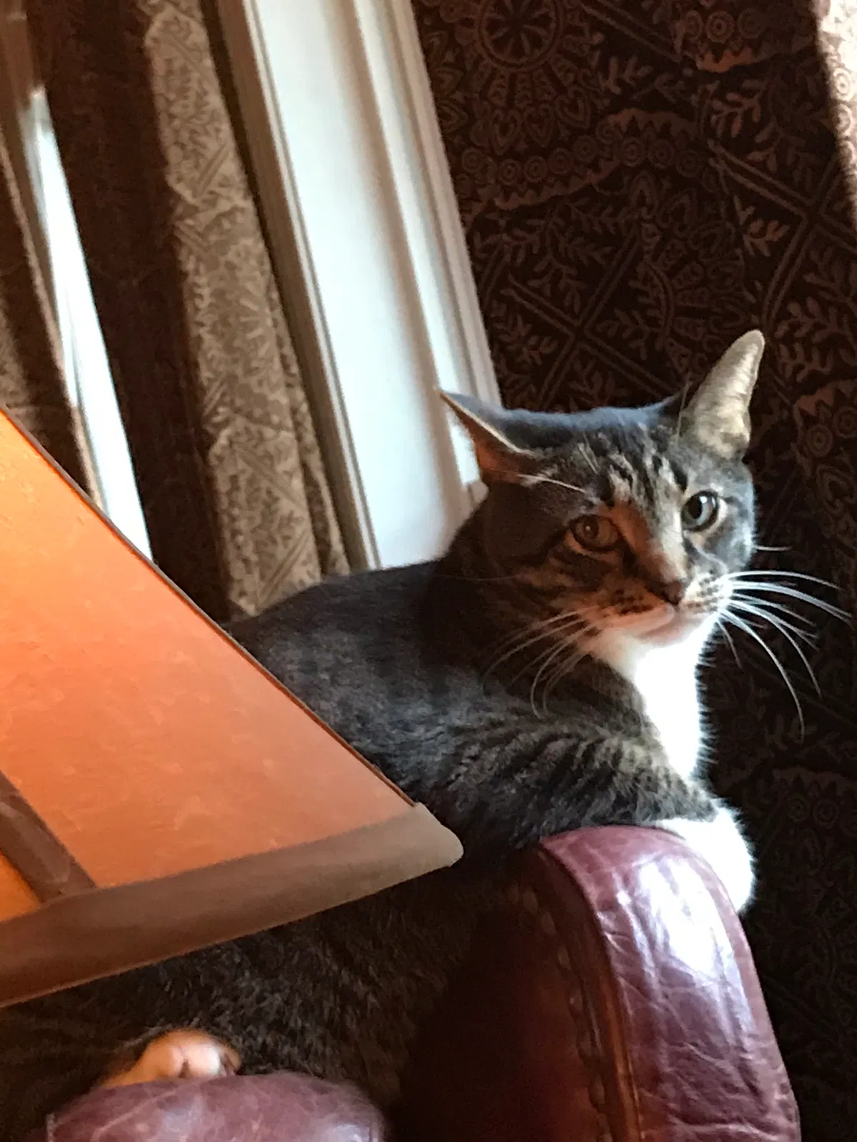 Lost cat in Germantown, TN, 38138