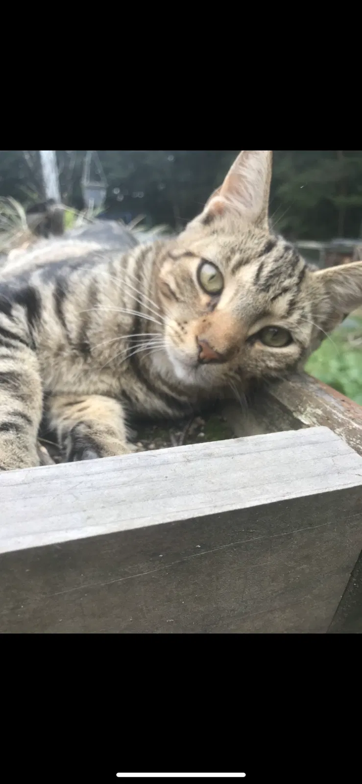 Lost cat in Rocky Point, NY, 11778