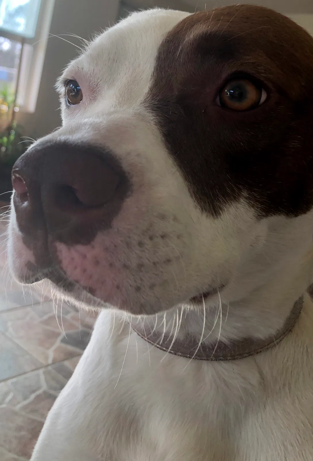 Lost dog in Kissimmee, FL, 34743