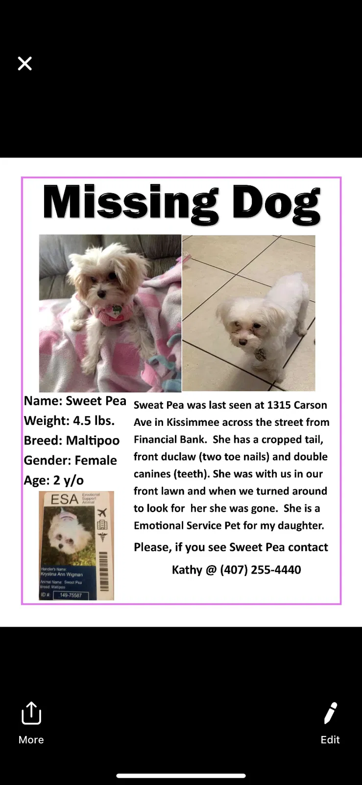 Lost dog in Kissimmee, FL, 34744