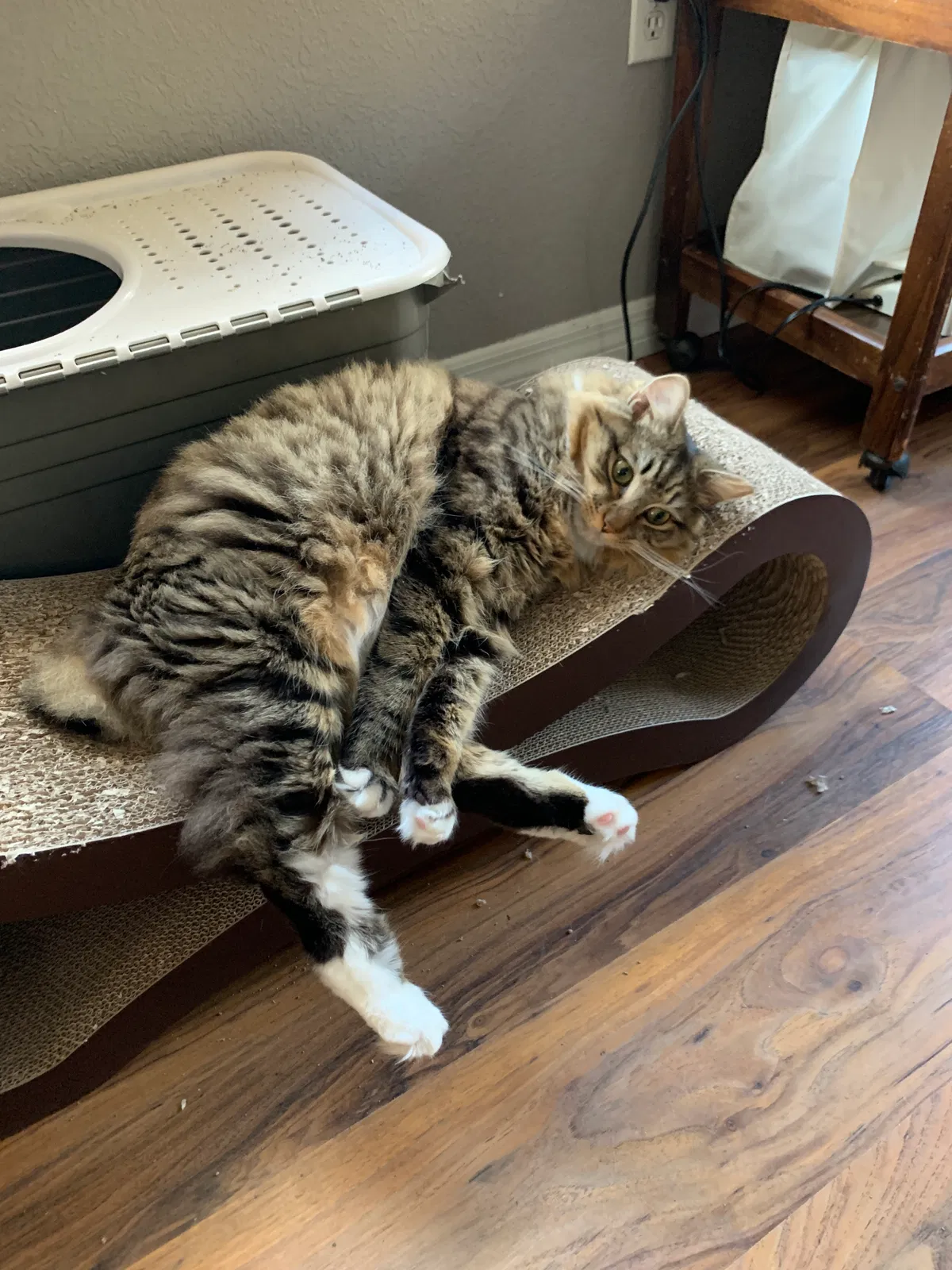 Lost cat in Clearwater, FL, 33759