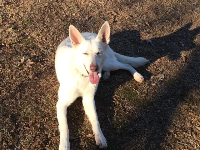 Lost dog in Olive Branch, MS, 38654