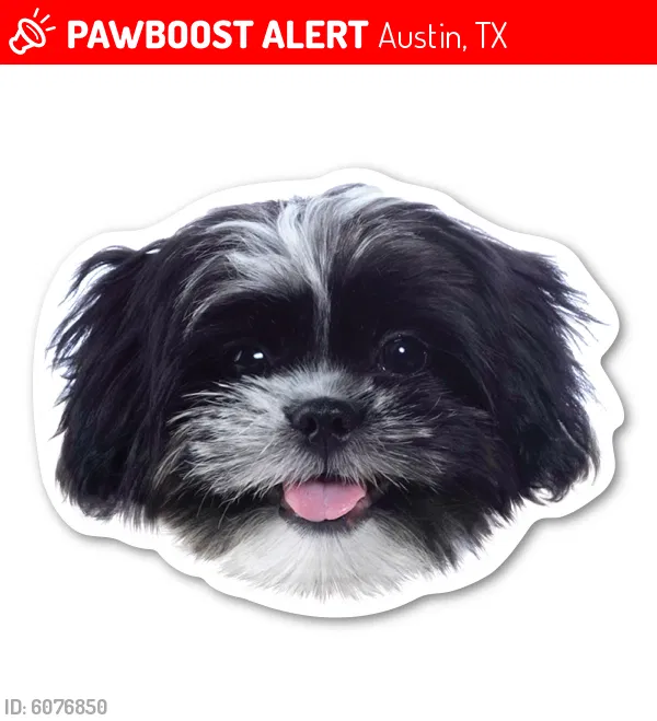 Lost dog in Austin, TX, 78754