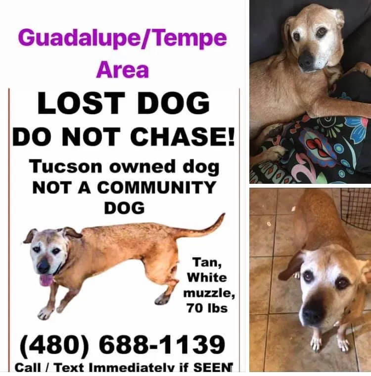 Lost dog in Tempe, AZ, 85283