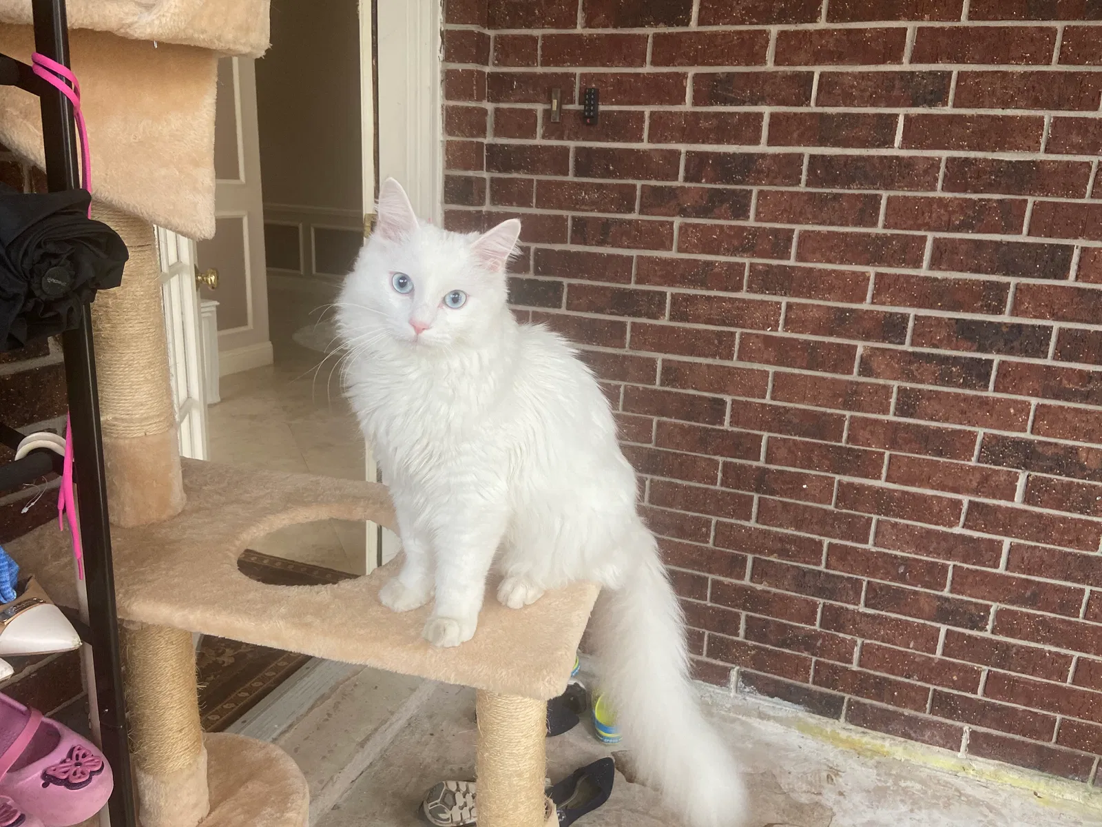 Lost cat in Sugar Land, TX, 77479