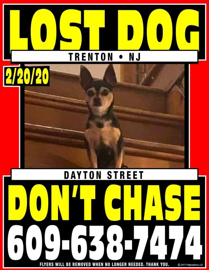 Lost dog in Trenton, NJ, 8611