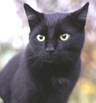 Lost cat in Flower Mound, TX, 75028