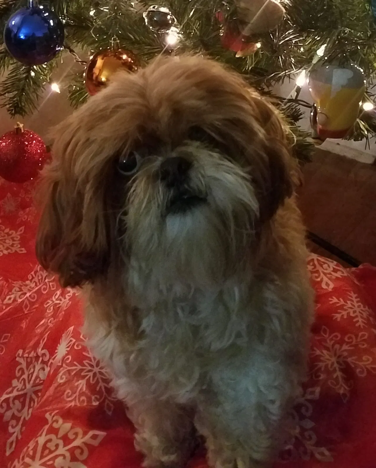 Lost dog in San Gabriel, CA, 91776