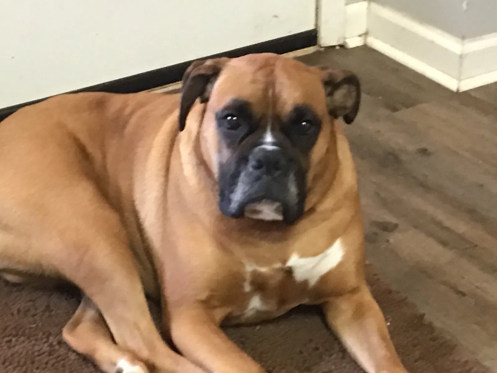 Lost dog in Charlotte, NC, 28278
