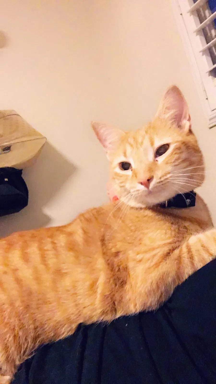 Lost cat in El Cajon, CA, 92021