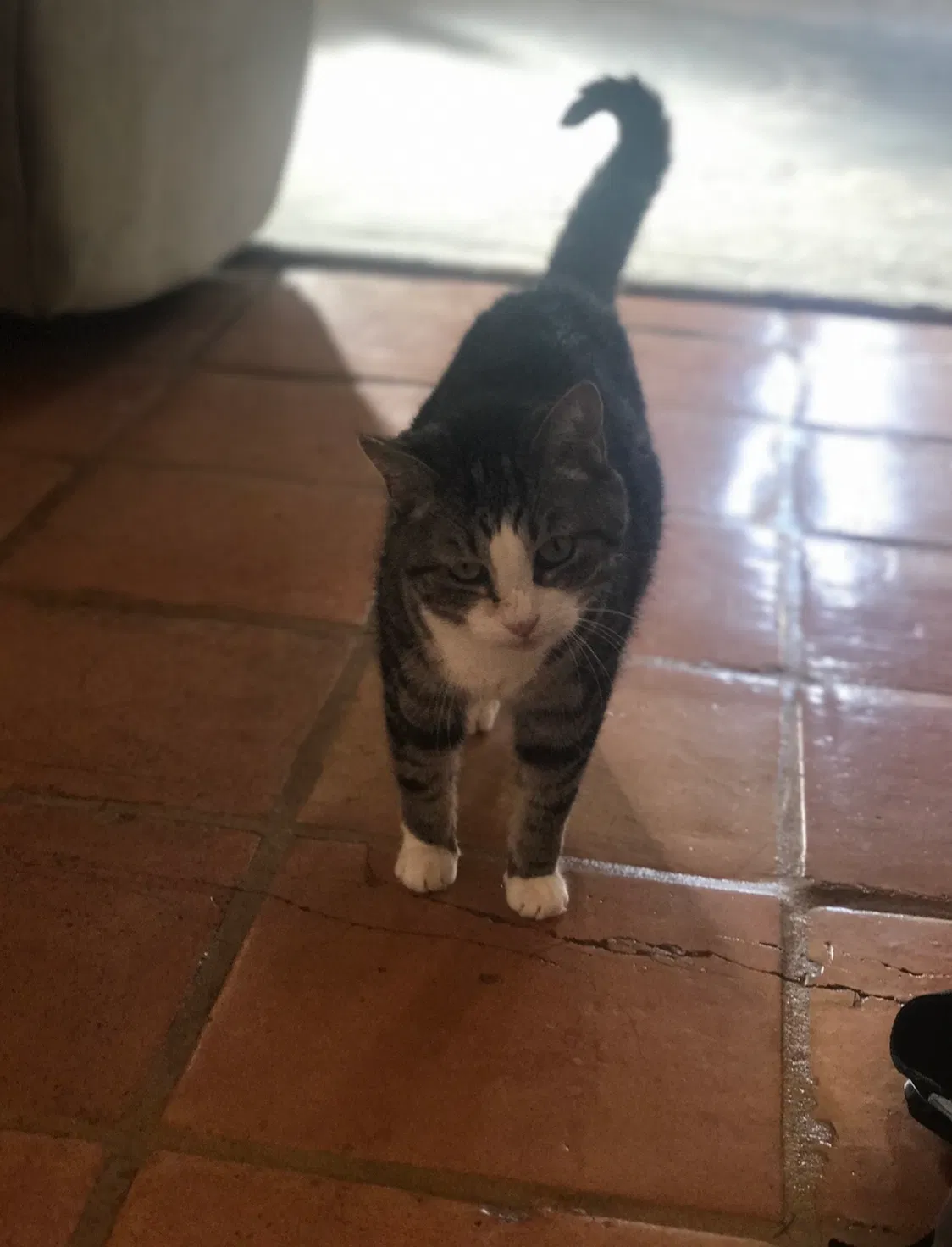 Lost cat in Tempe, AZ, 85283