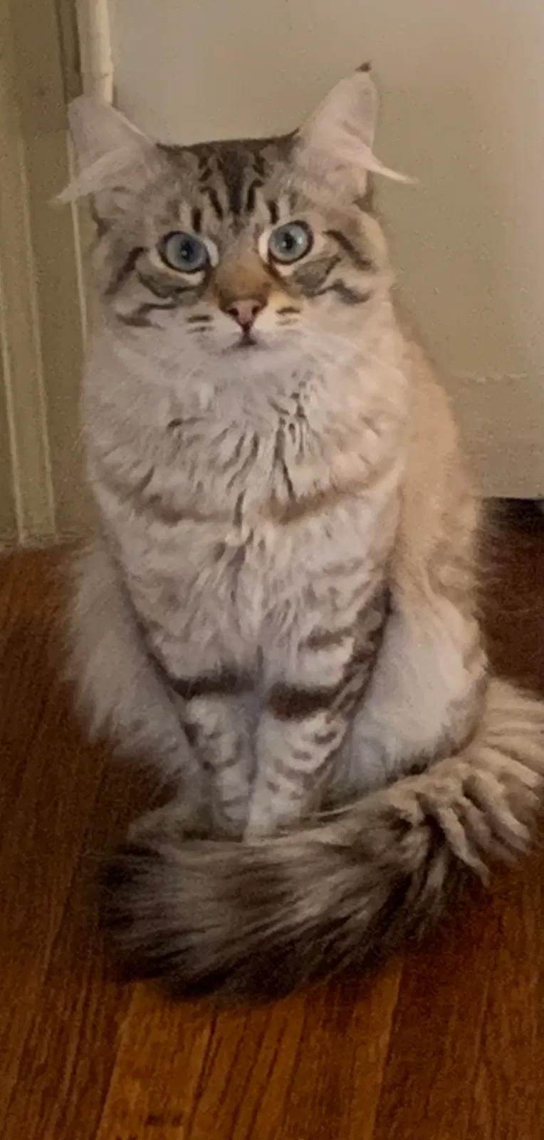 Lost cat in East Rochester, NY, 14445