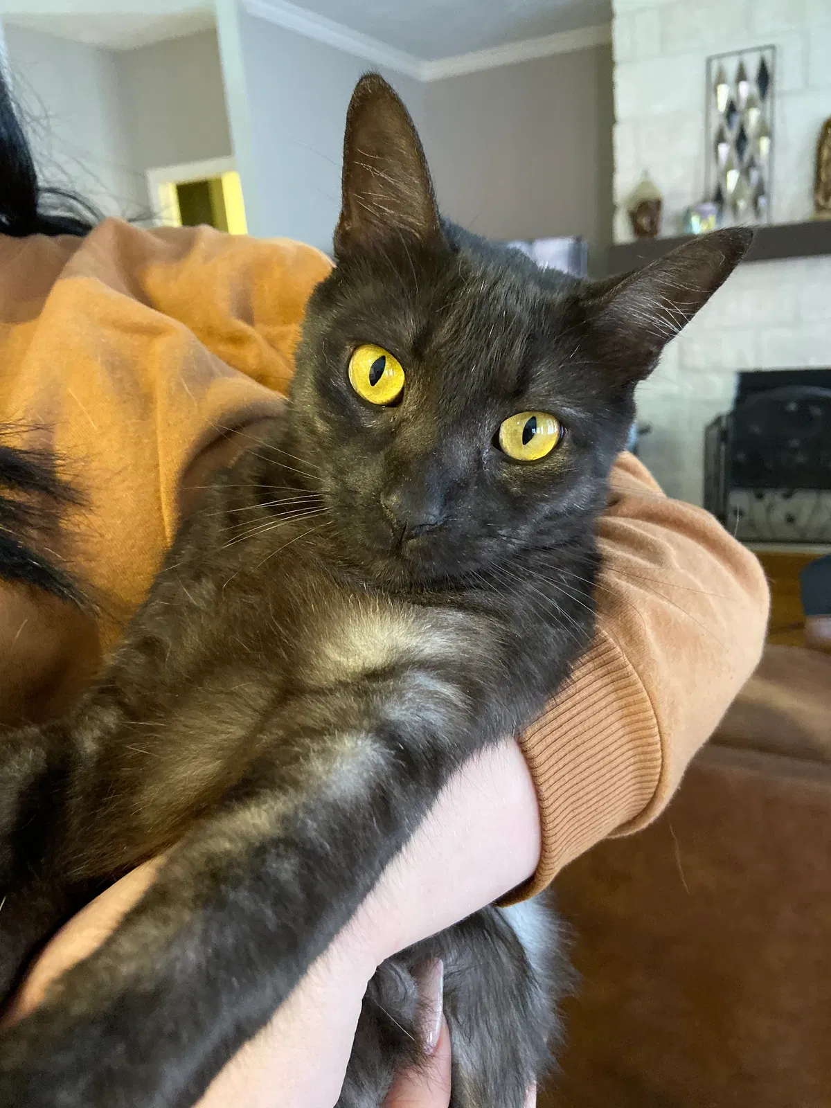 Lost cat in Pearland, TX, 77581