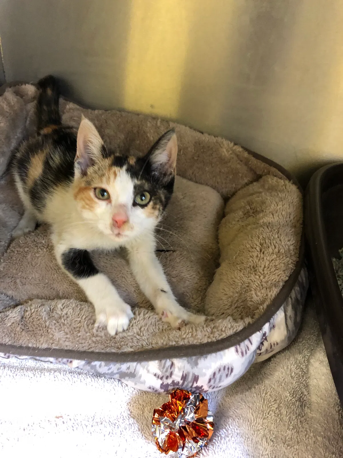 Lost cat in New Orleans, LA, 70115