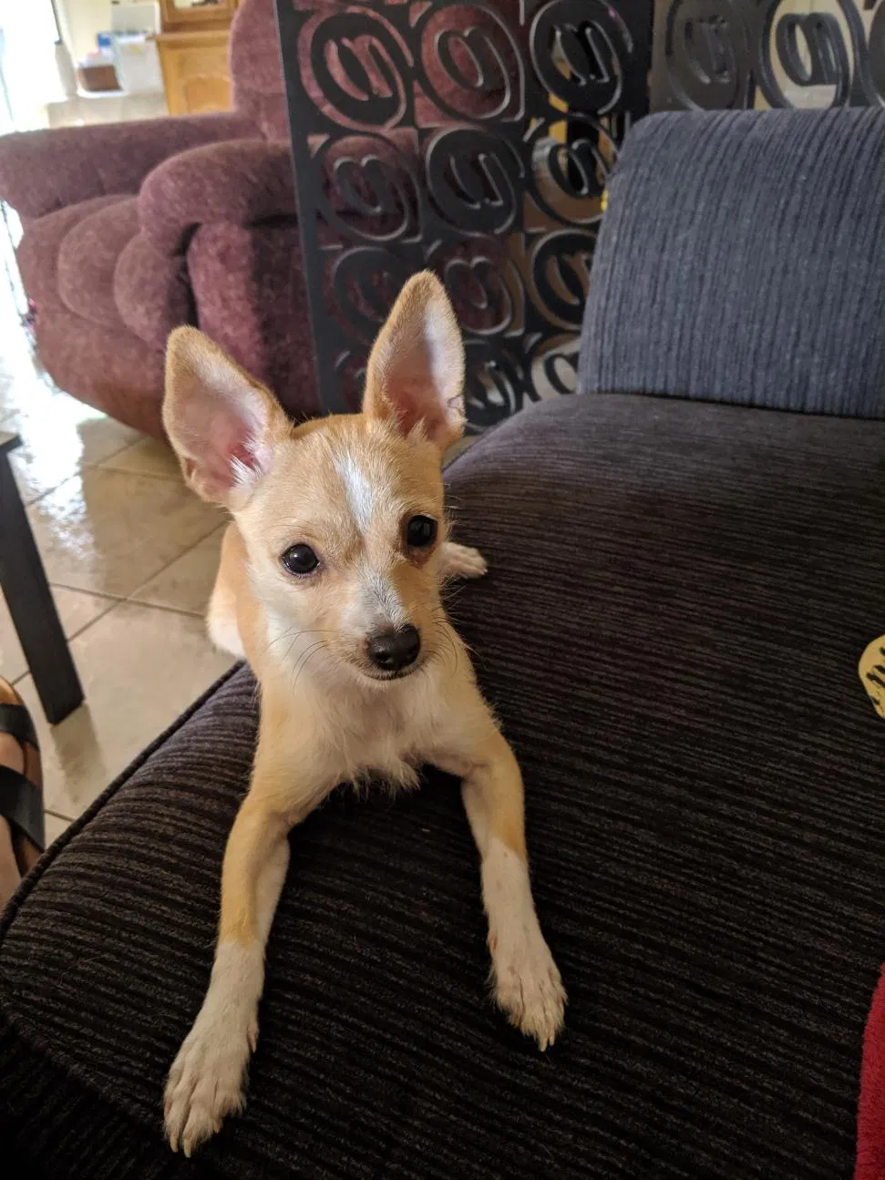 Lost dog in Kissimmee, FL, 34741