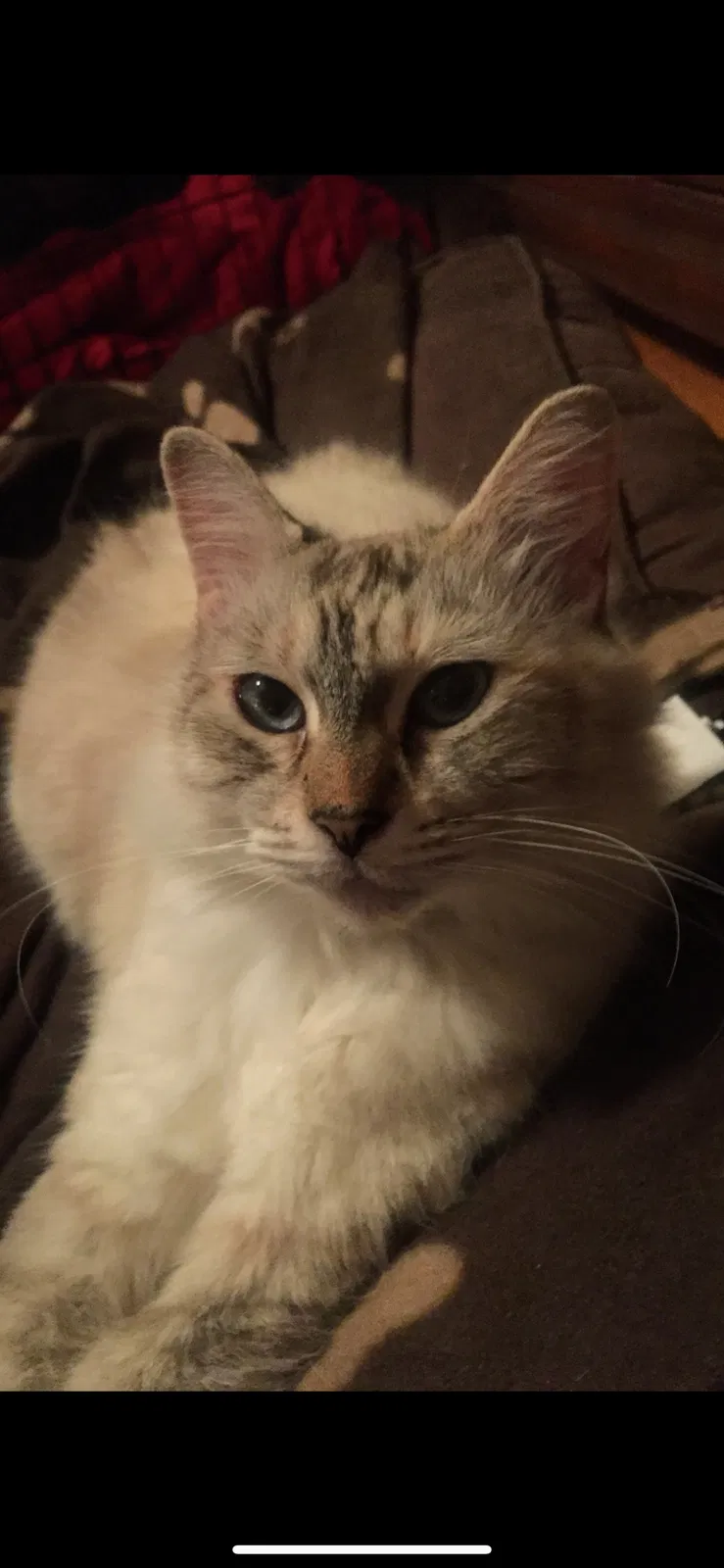 Lost cat in Winter Park, FL, 32792