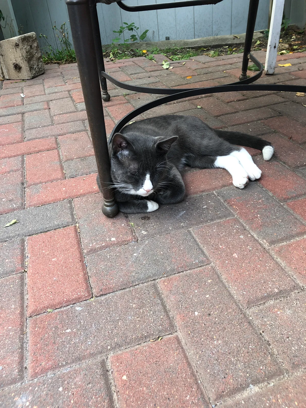 Lost cat in Oyster Bay, NY, 11771