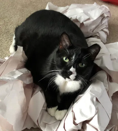 Lost cat in Walnutport, PA, 18088