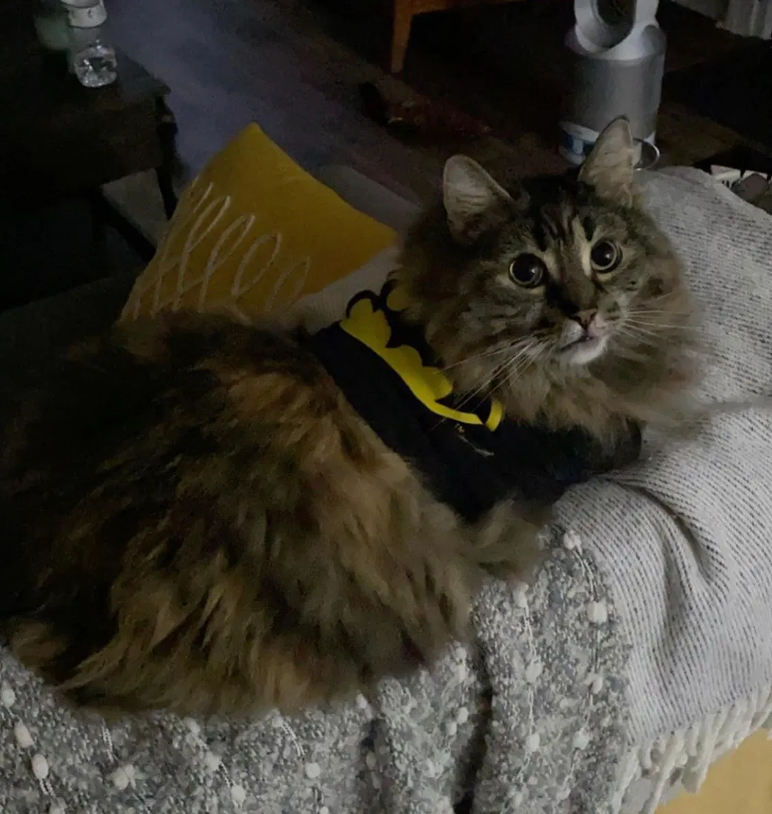 Lost cat in Holly Springs, NC, 27540