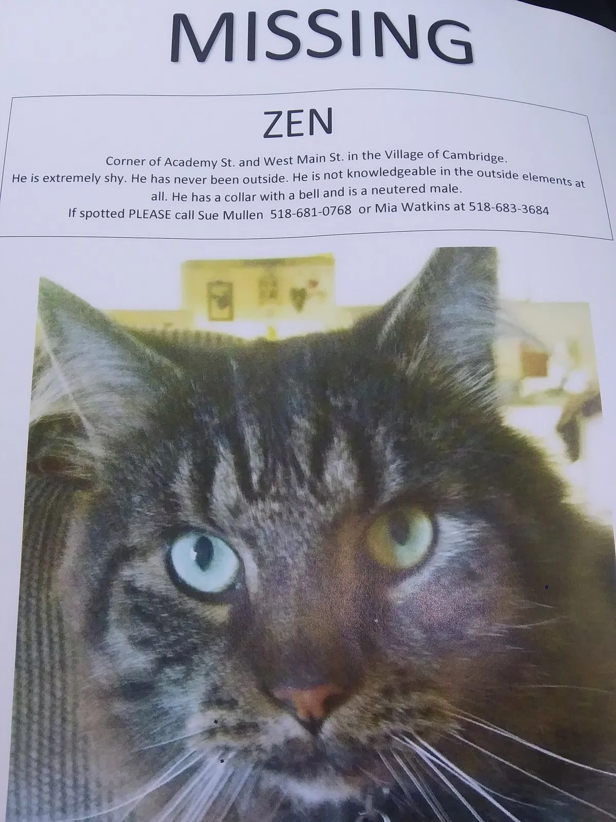 Lost cat in Cambridge, NY, 12816