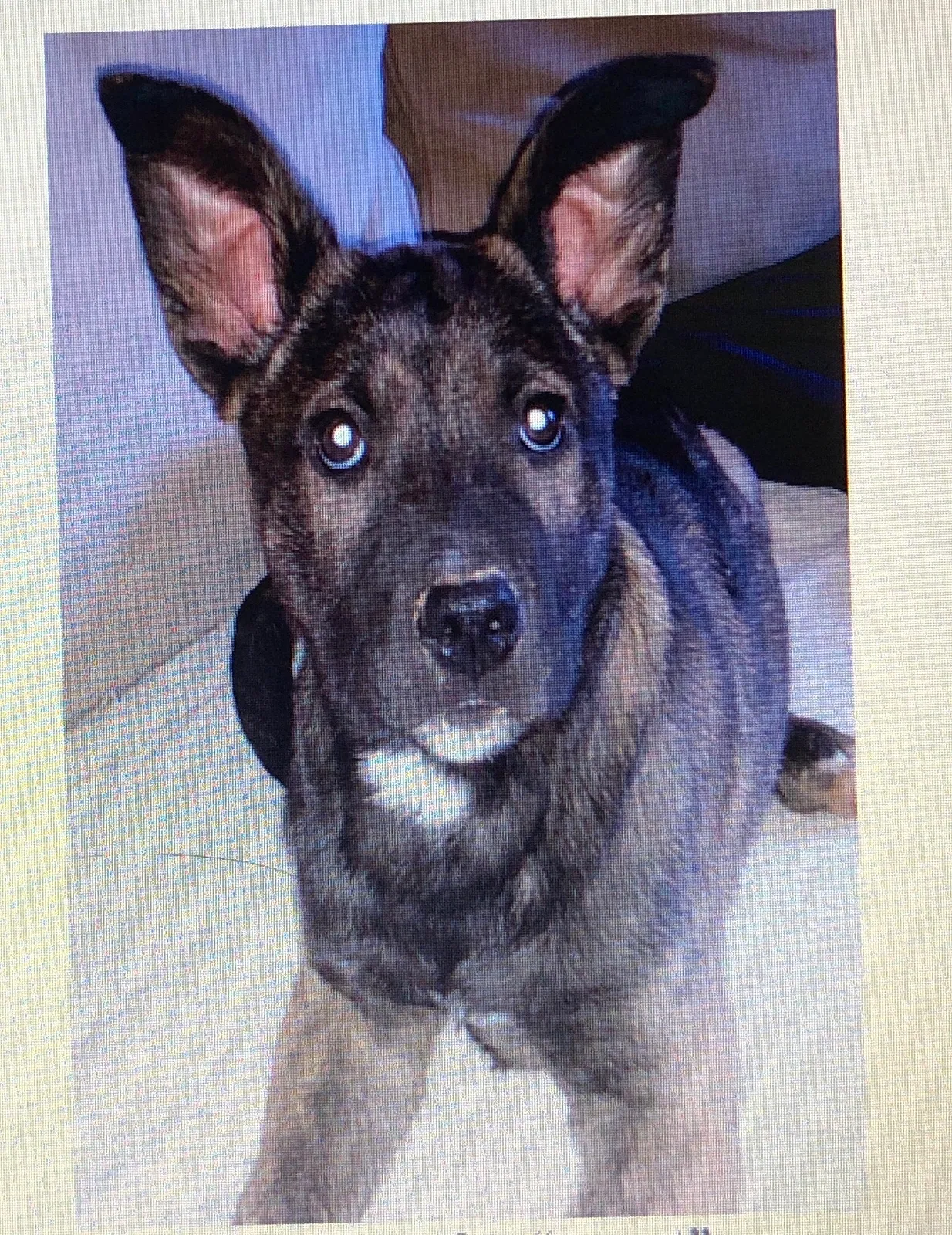 Lost dog in Collierville, TN, 38017