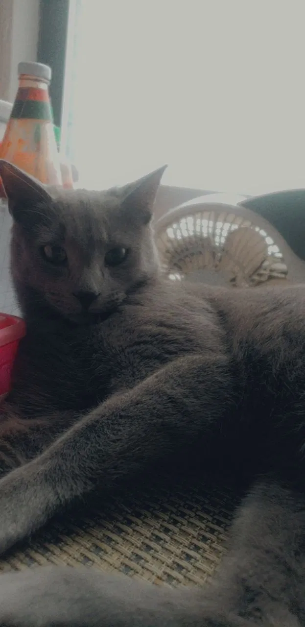 Lost cat in Bronx, NY, 10467