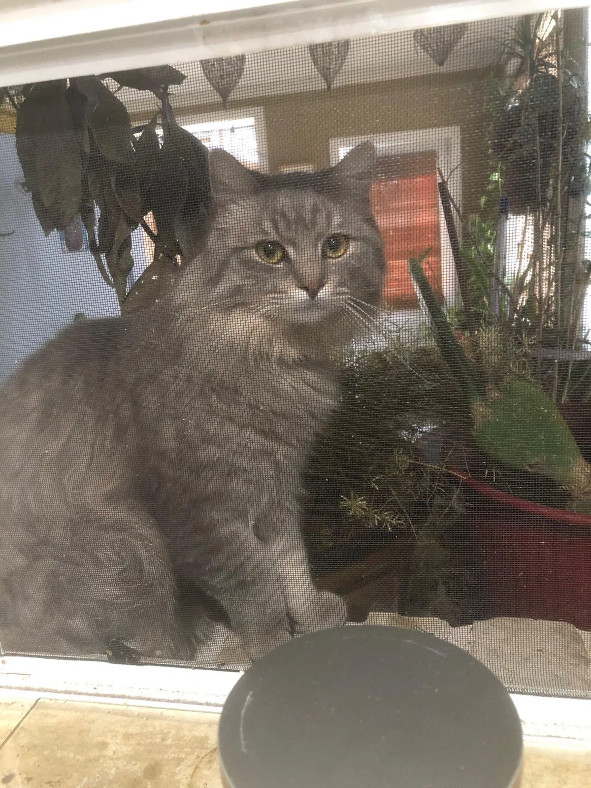 Lost cat in Lewisville, TX, 75067