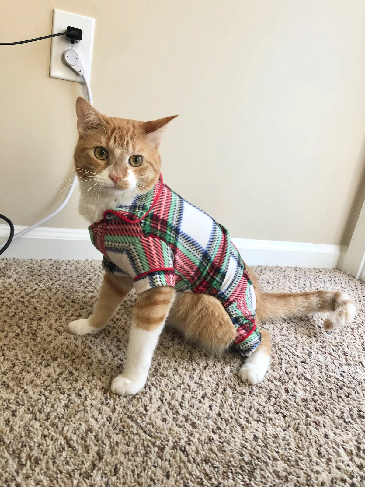 Lost cat in Garner, NC, 27529