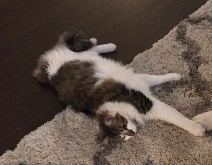 Lost cat in Indian Trail, NC, 28079