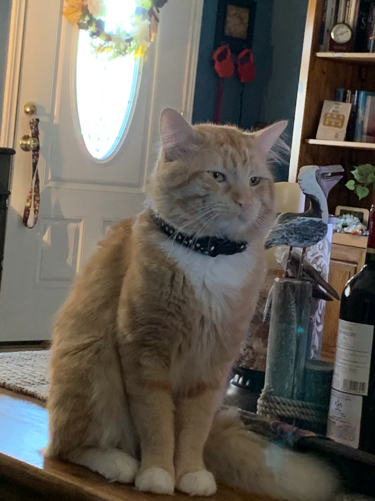 Lost cat in Houston, TX, 77041