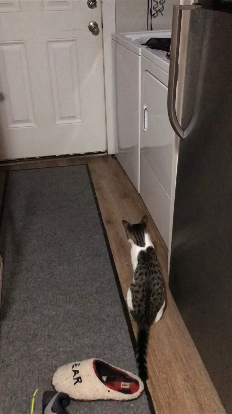 Lost cat in Rockport, TX, 78382