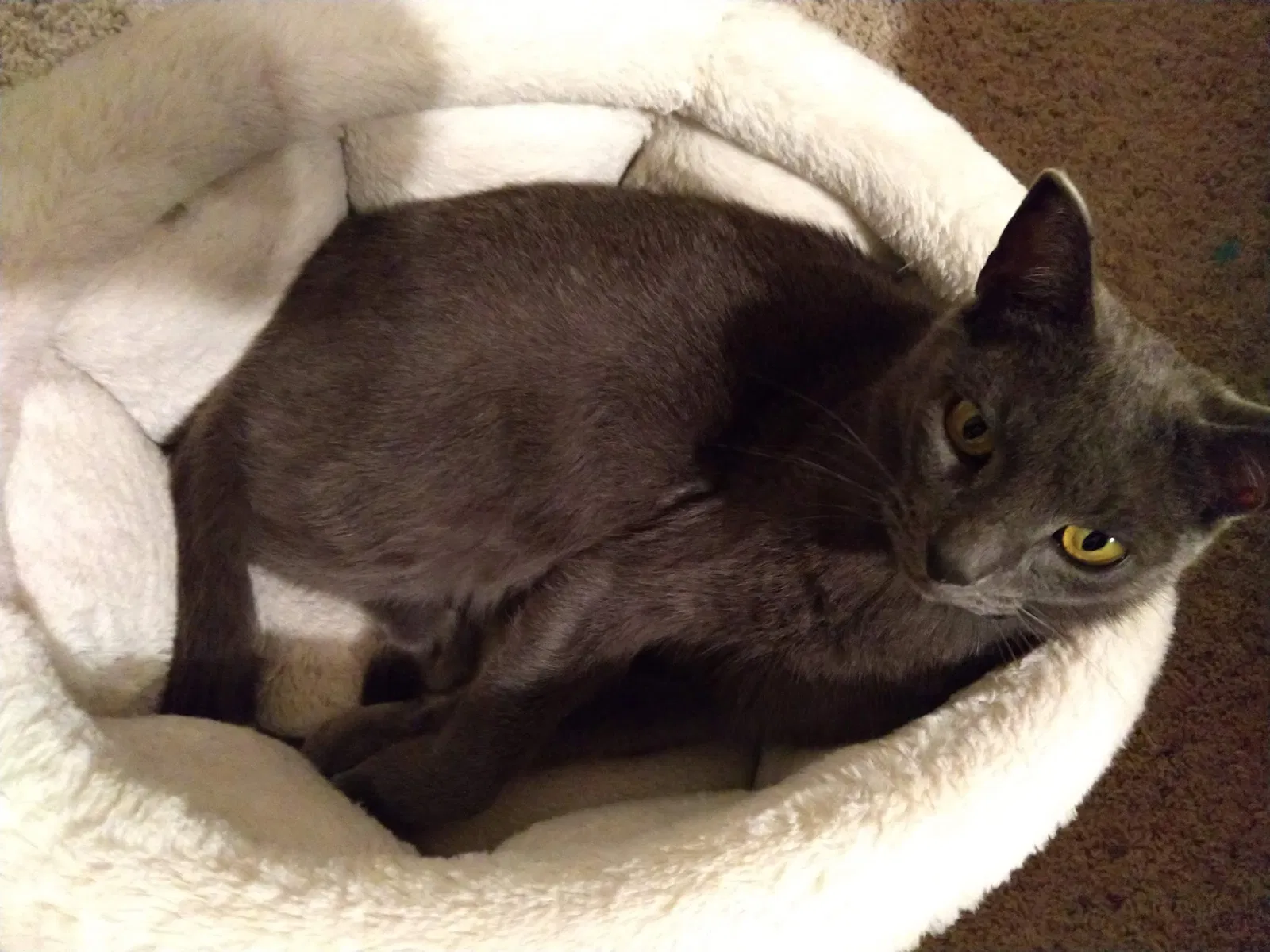 Lost cat in Albuquerque, NM, 87114