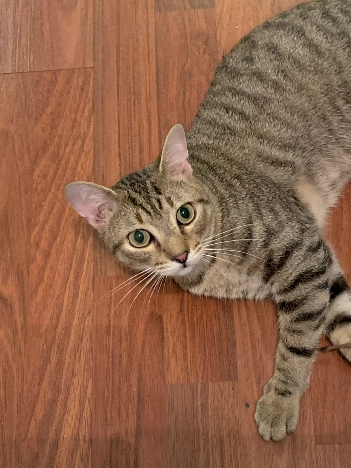Lost cat in Charlotte, NC, 28269