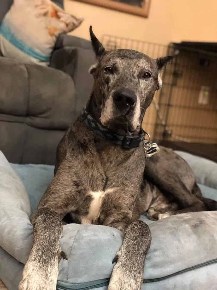 Lost dog in Fort Lauderdale, FL, 33326