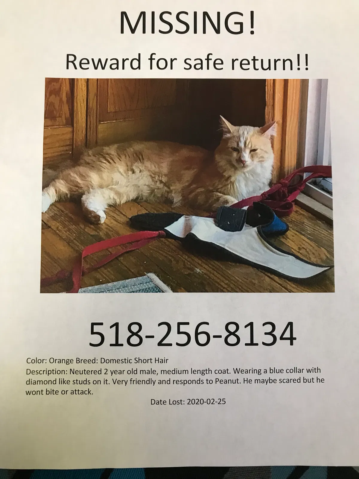 Lost cat in Troy, NY, 12180