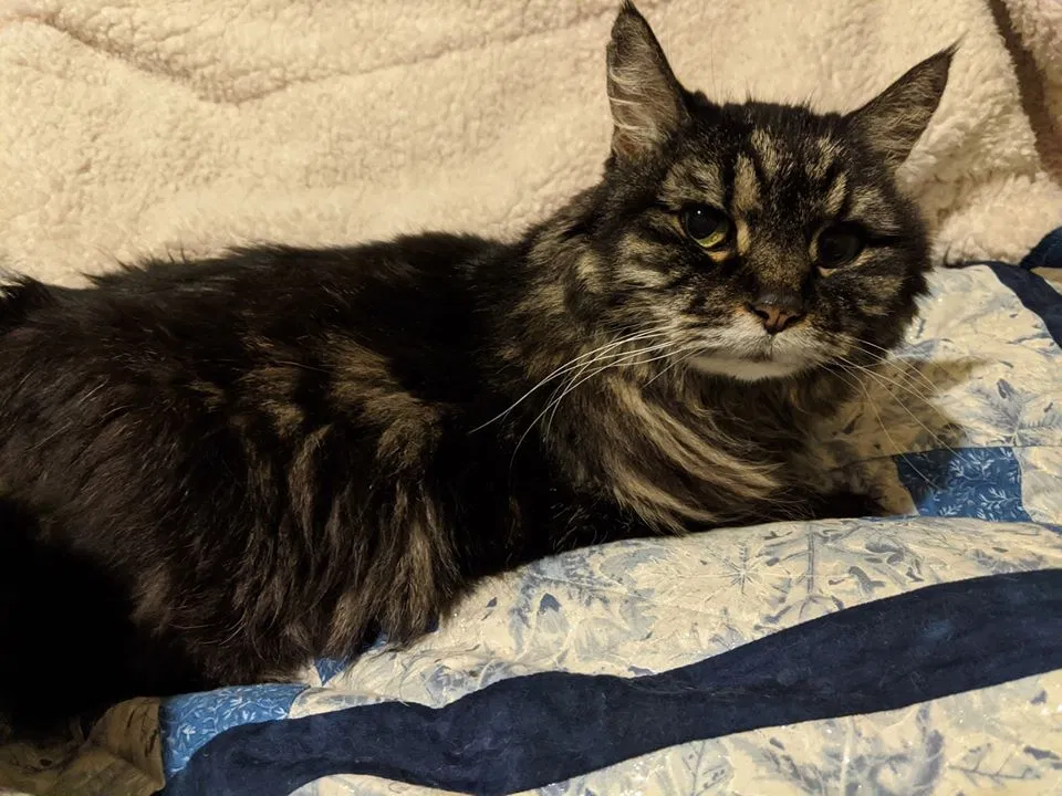 Lost cat in Pomona, CA, 91767